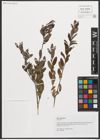 Foto von Salix myrtilloides L.
